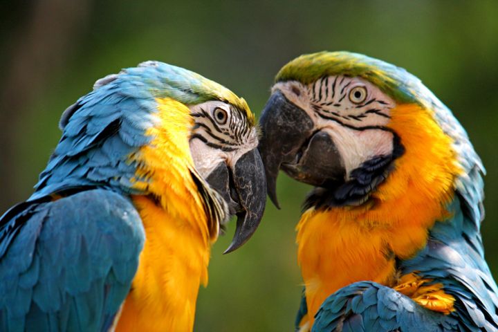 Butler once revealed that he has a fear of birds, particularly parrots.